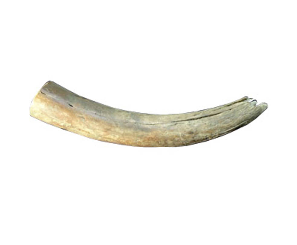 mammoth ivory glossary 1