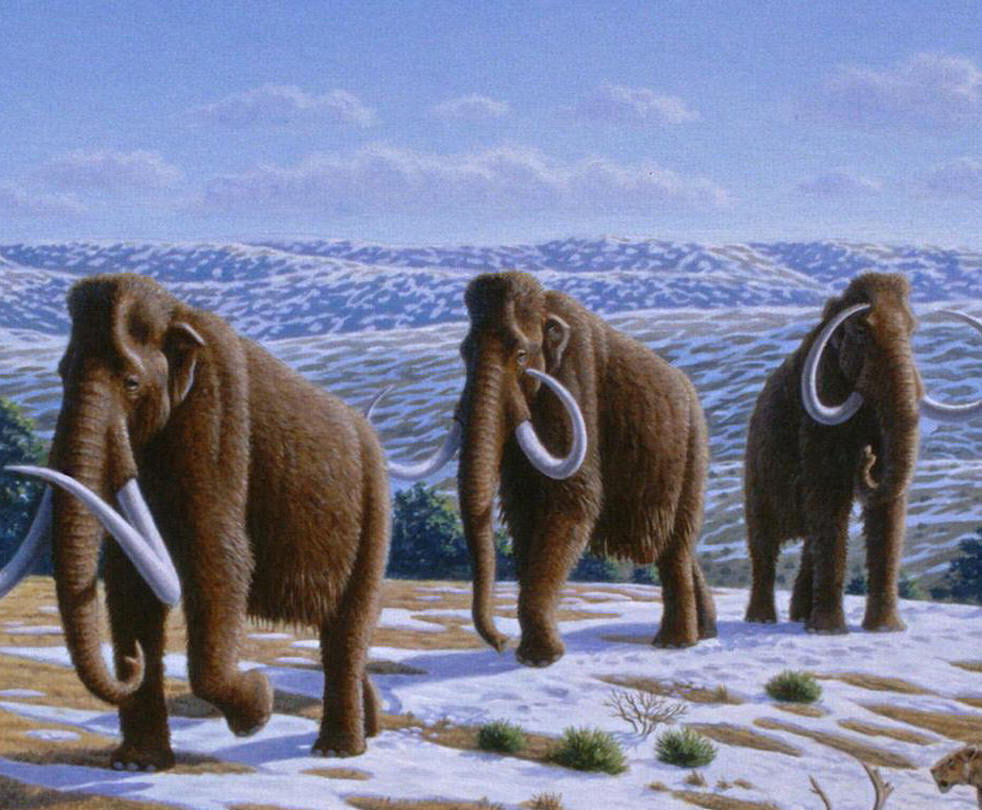 mammoth ivory glossary 4